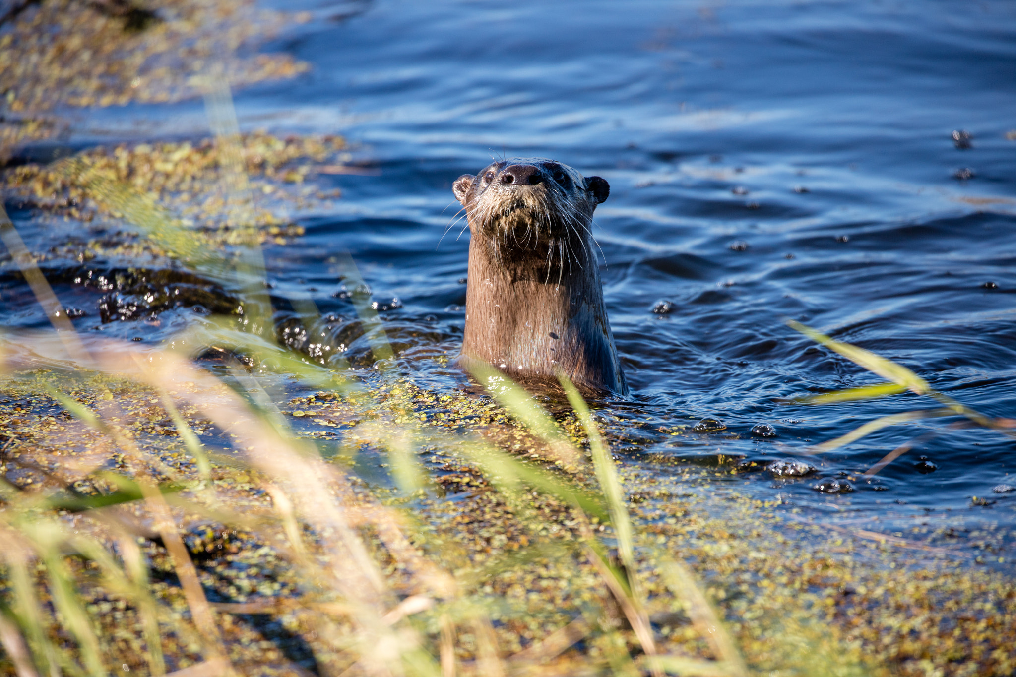 Recent recovery of vegetation in Lake Apopka